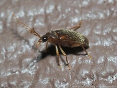 Ptilodactyla