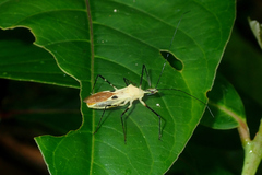 Zelus plagiatus