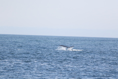 Eubalaena glacialis