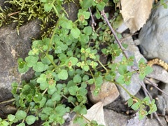 Chrysosplenium americanum