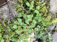 Chrysosplenium americanum