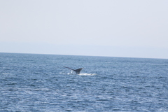 Eubalaena glacialis