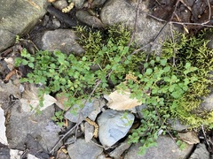 Chrysosplenium americanum