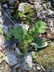 Geum macrophyllum