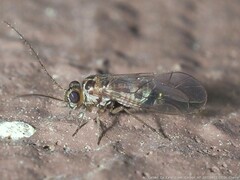Blastopsocus variabilis