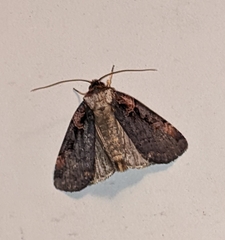 Pseudohermonassa bicarnea