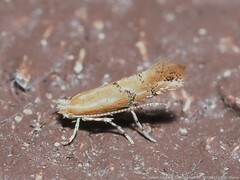Phyllonorycter celtisella