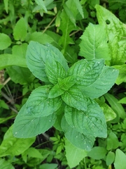 Mentha arvensis