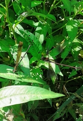 Calopteryx haemorrhoidalis
