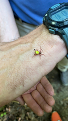 Micrathena sagittata