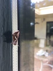 Macdunnoughia confusa