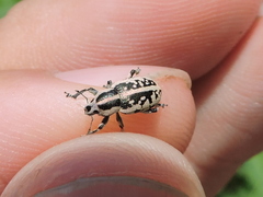 Eudiagogus rosenschoeldi