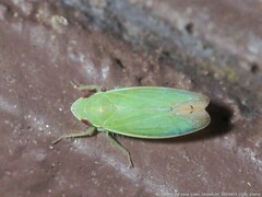 Memnonia flavida