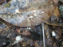 Marasmiellus