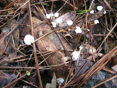 Marasmiellus