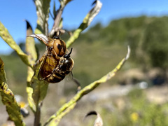 Ocnaea