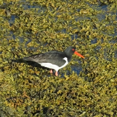 Haematopus ostralegus