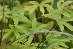 Anemonastrum dichotomum