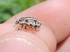 Eudiagogus rosenschoeldi