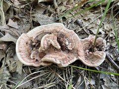 Hydnellum concrescens