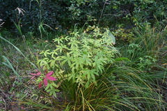 Anemonastrum dichotomum