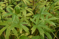 Anemonastrum dichotomum