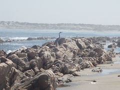 Ardea melanocephala