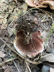 Hydnellum concrescens