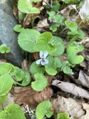 Viola renifolia