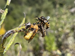 Ocnaea