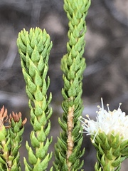 Agathosma scaberula