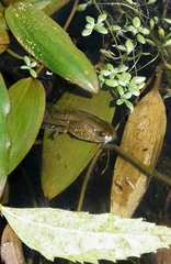 Pelophylax perezi