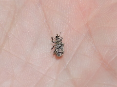 Eudiagogus rosenschoeldi