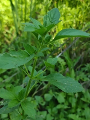 Mentha arvensis