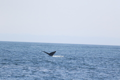 Eubalaena glacialis