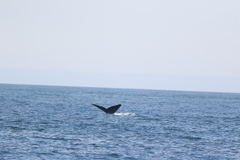 Eubalaena glacialis