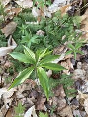 Medeola virginiana