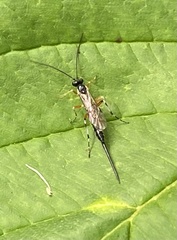 Itoplectis conquisitor