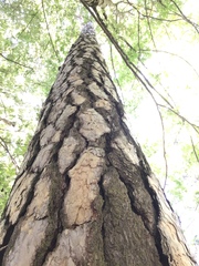 Pinus nigra