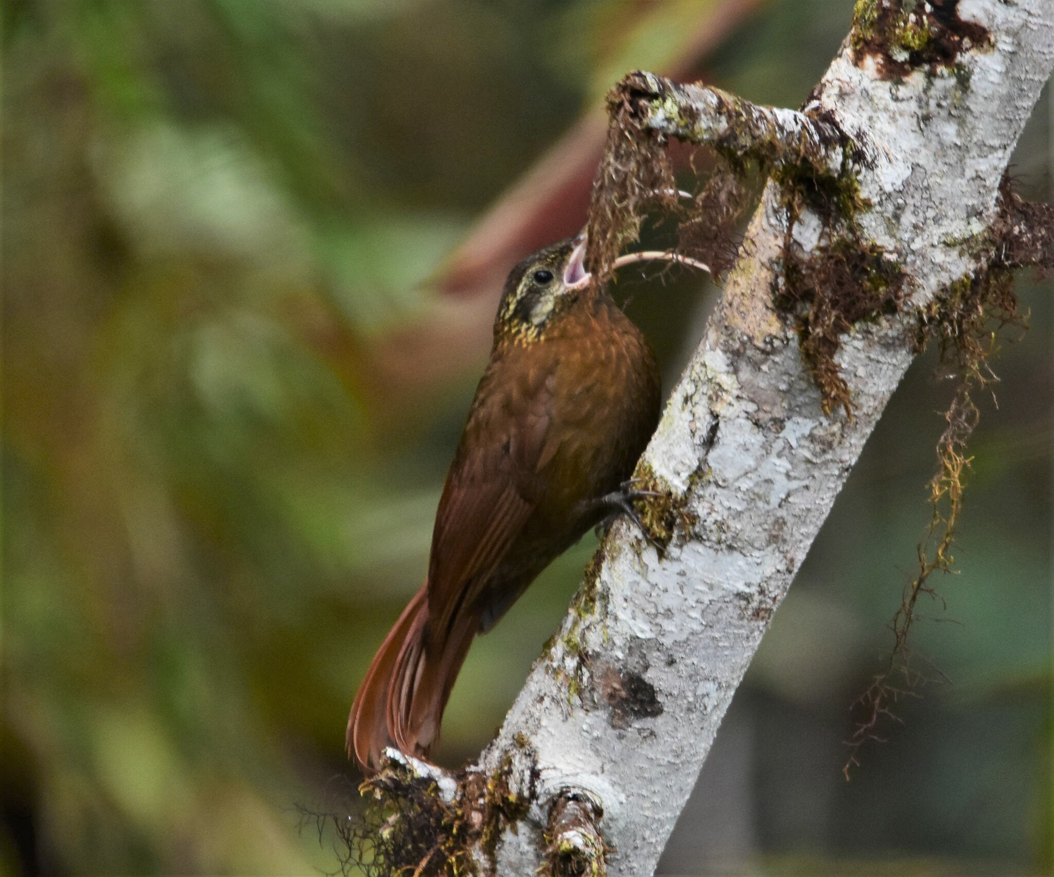 Greater Scythebill (Drymotoxeres pucheranii), photo 2