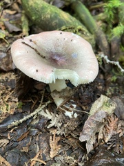 Russula fragilis