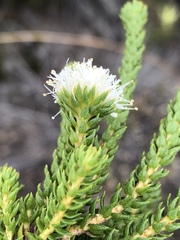 Agathosma scaberula