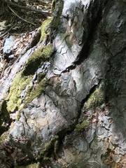 Pinus nigra