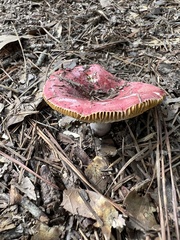 Russula