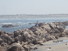 Ardea melanocephala