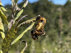 Ocnaea