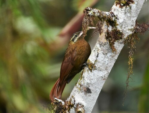 Greater Scythebill (Drymotoxeres pucheranii), photo 4