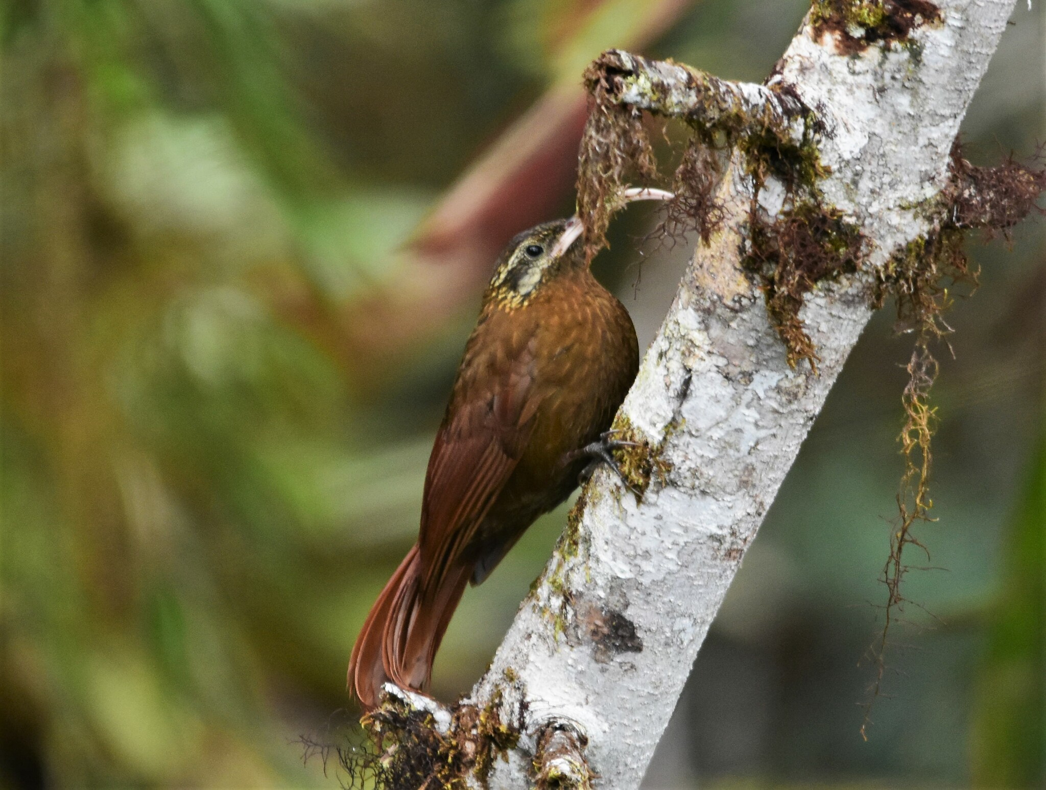 Greater Scythebill (Drymotoxeres pucheranii), photo 6