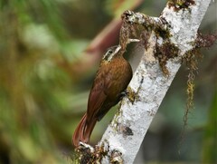 Drymotoxeres pucheranii