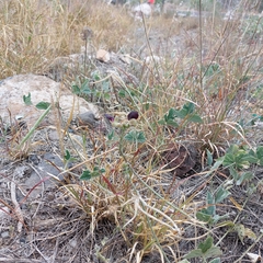 Macroptilium atropurpureum